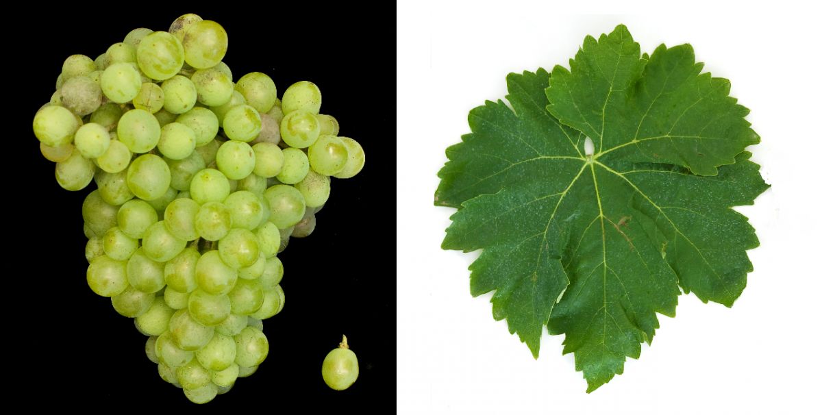 Macabeo (Viura) - Weintraube und Blatt 