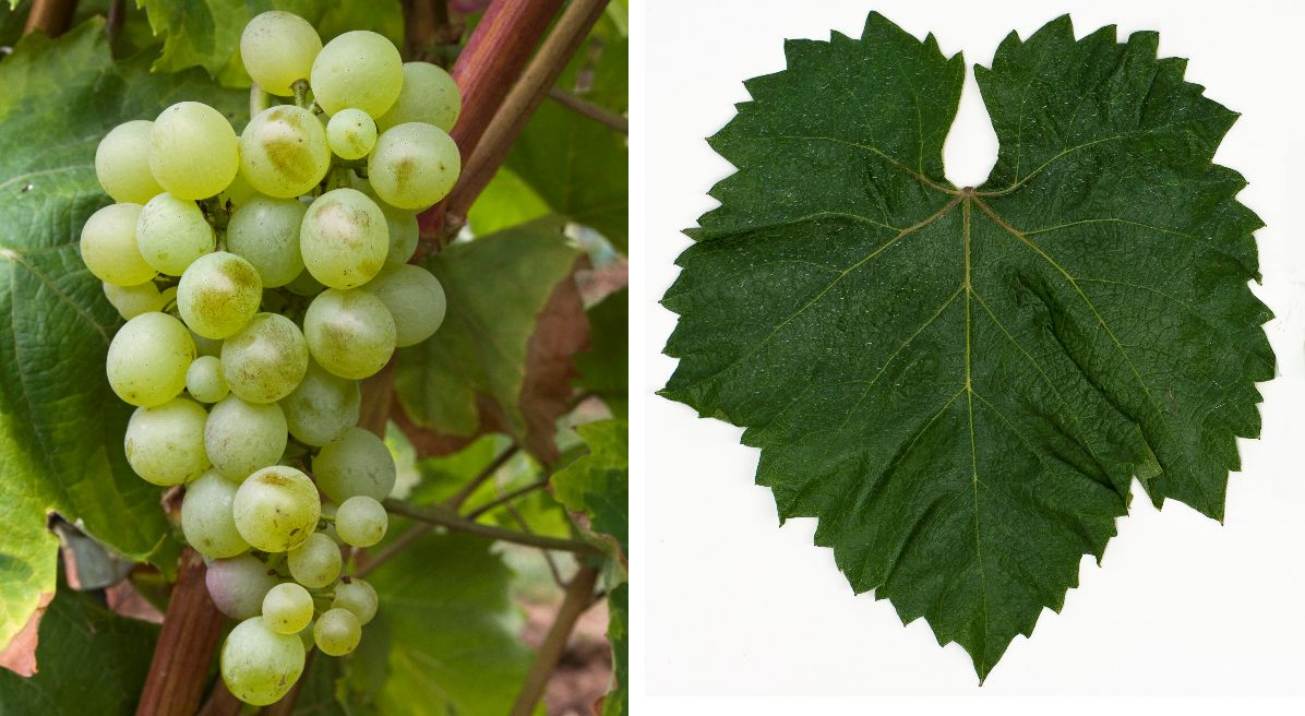 Grasa de Cotnari - Weintraube und Blatt