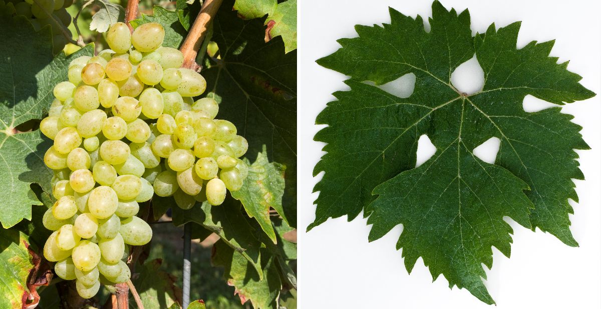 Cavus (Chaouch Blanc) - Weintraube und Blatt