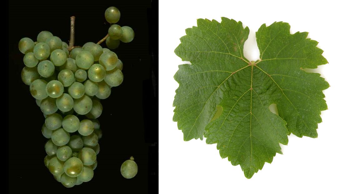 Ehrenfelser - Weintraube und Blatt
