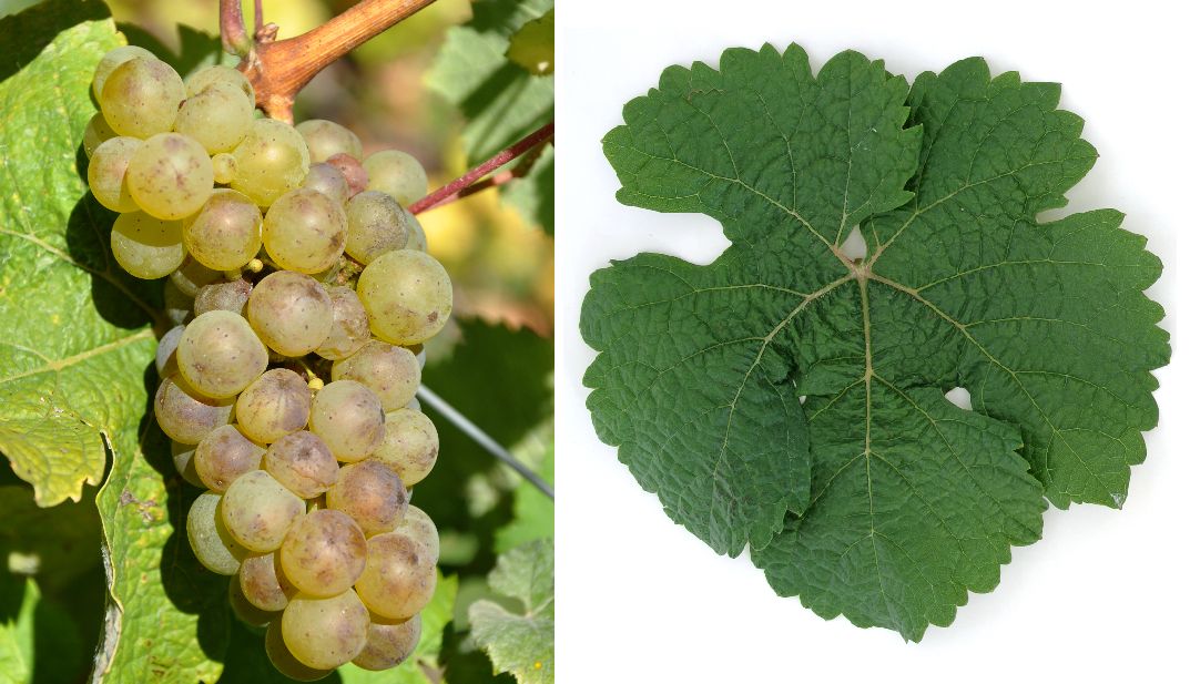 Osteiner - Weintraube und Blatt
