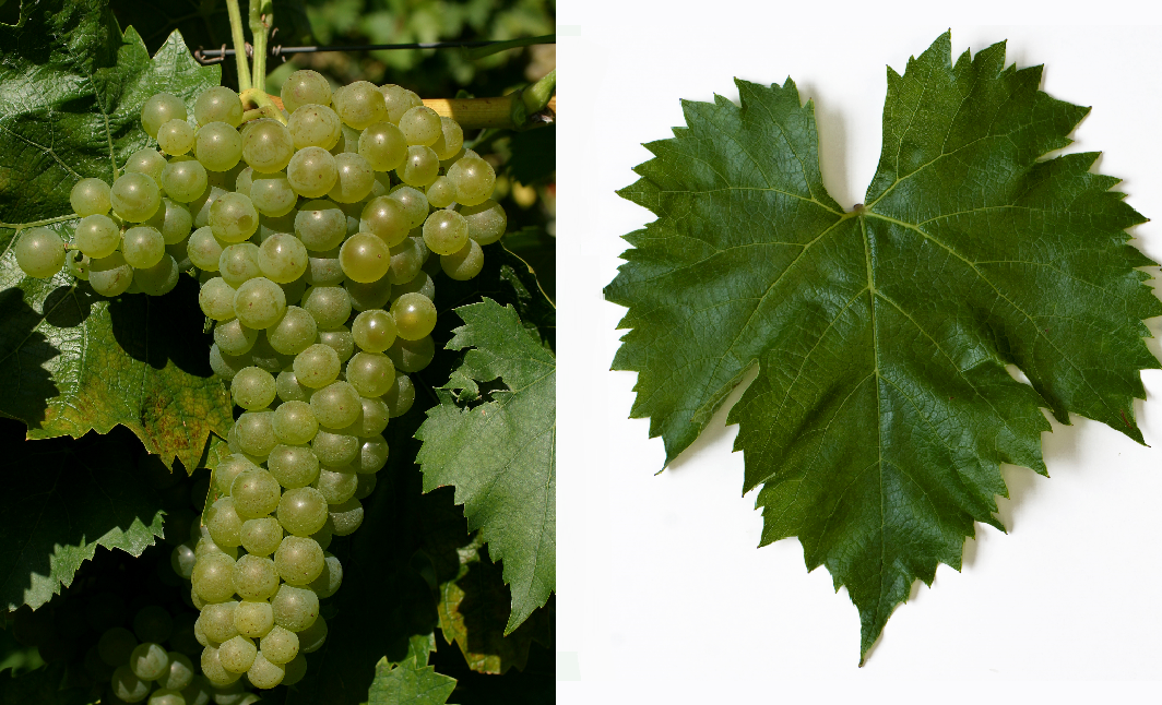 Felicia - grape and leaf