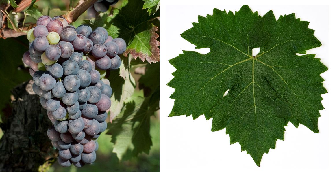 Agiorgitiko - Weintraube und Blatt