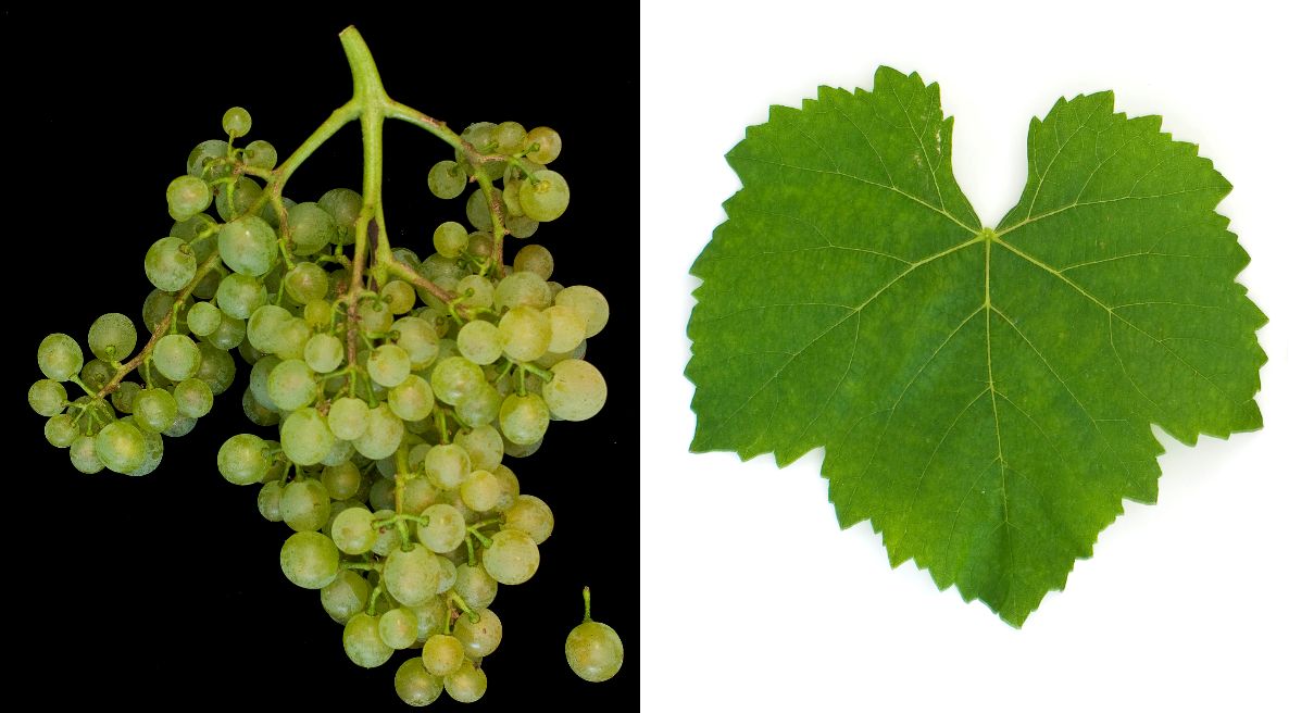 Amigne - Weintreaube und Blatt