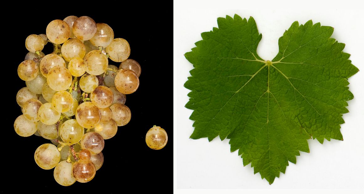 Muscat Précoce de Saumur - Weintraube und Blatt
