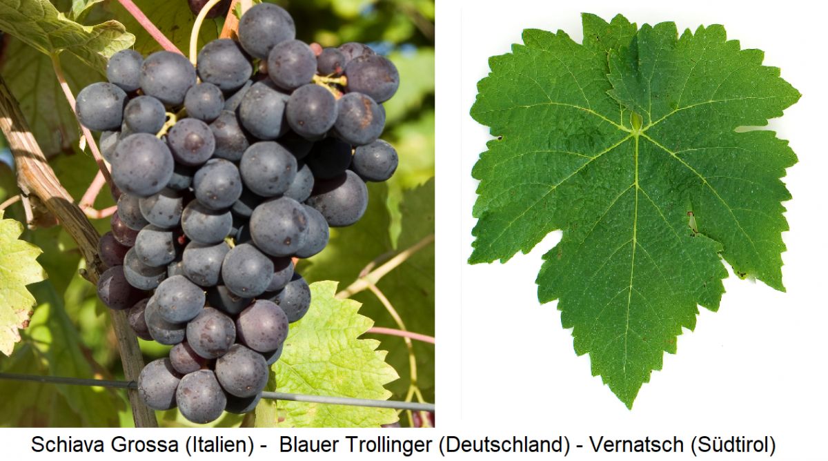 Schiava Grossa (Trollinger, Vernatsch) - Weintraube und Blatt