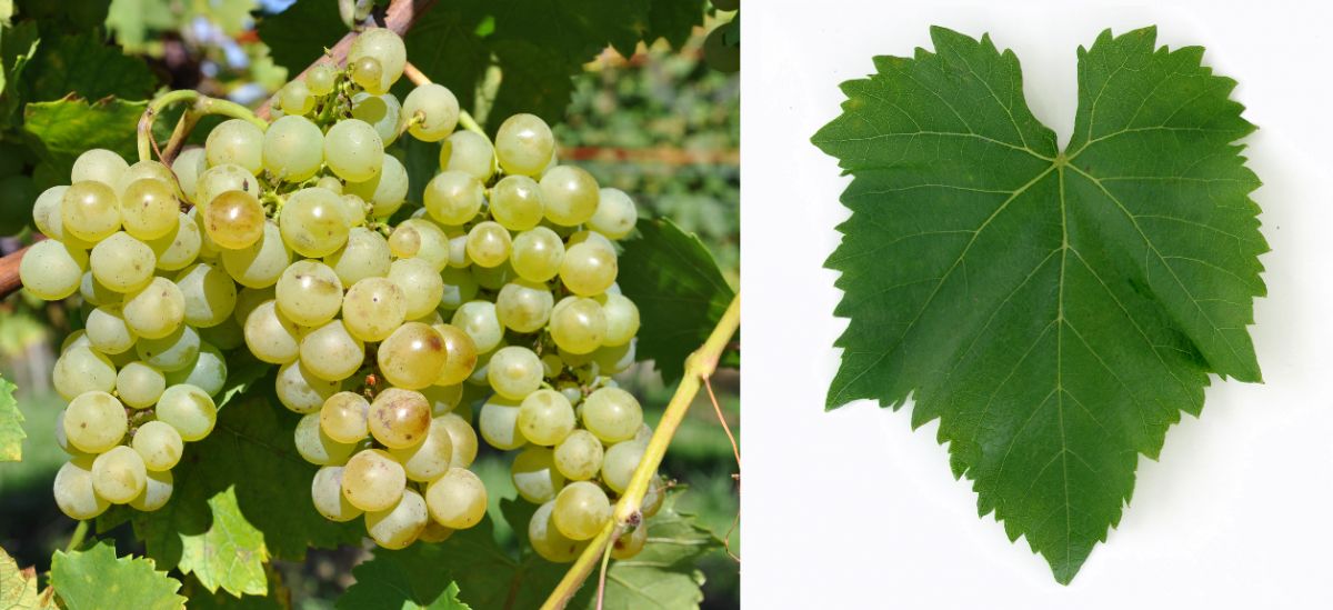 Ribolla Gialla - Weintraube und Blatt