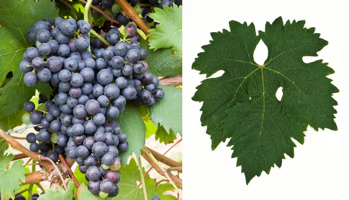 Negrara Trentina - Weintraube und Blatt