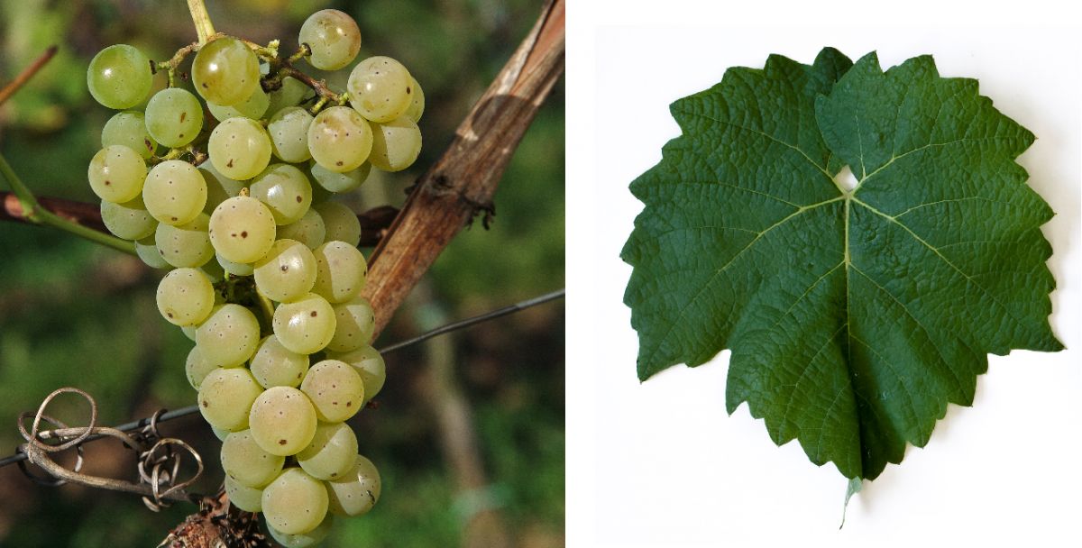 Cayuga White - Weintraube und Blatt