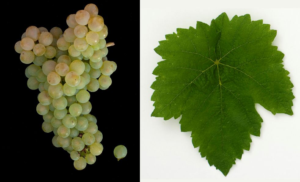 Himbertscha - Weintraube und Blatt