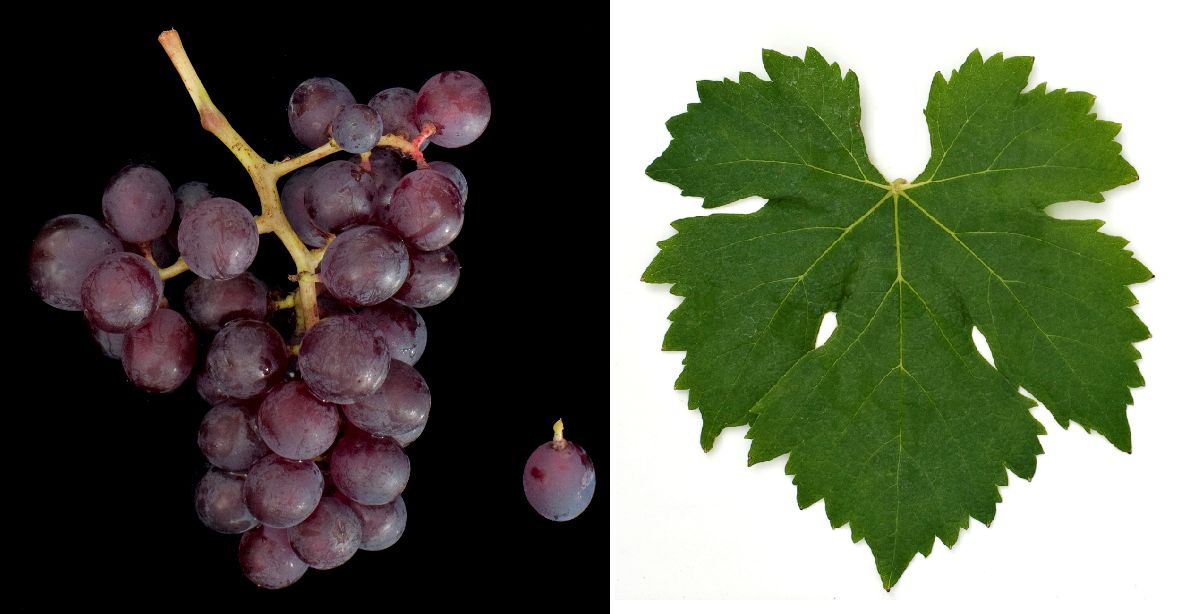 Poulsard - Weintraube und Blatt