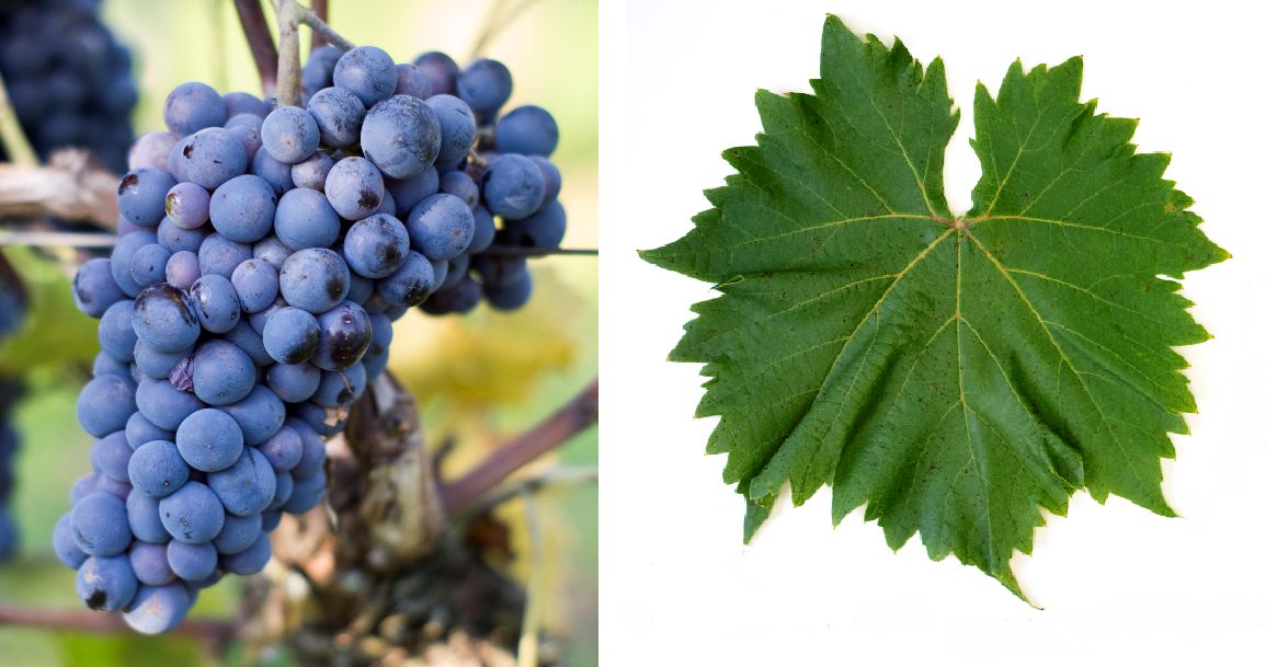 Bellandais - Weintraube und Blatt