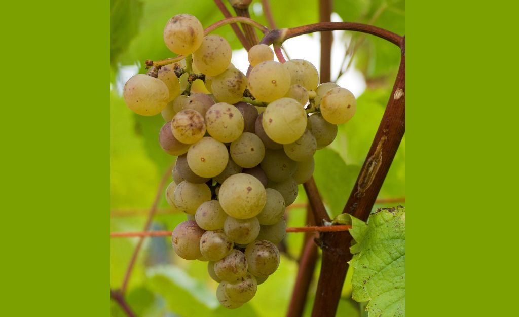 Vignoles - Weintraube und Blatt