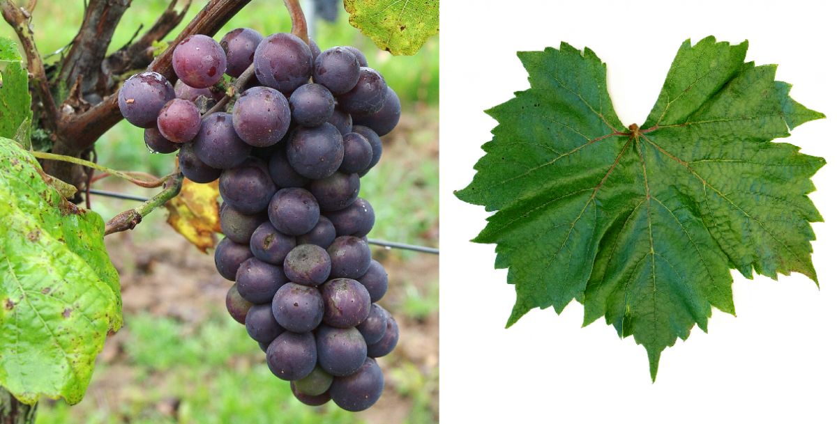 Rubilande - Weintraube und Blatt