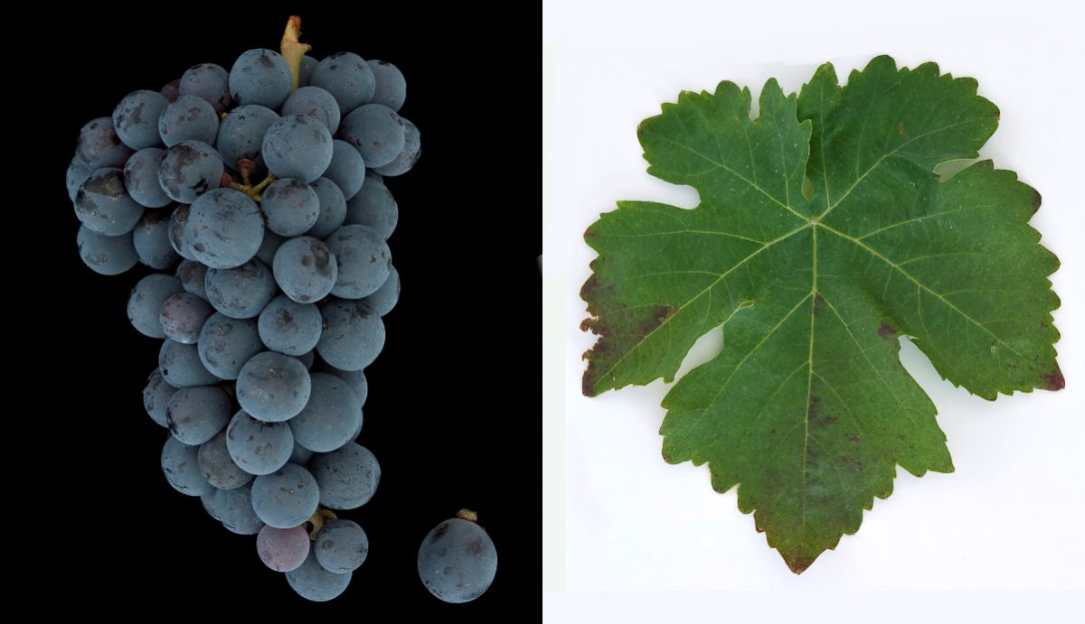 Mavrodaphne - Weintraube und Blatt