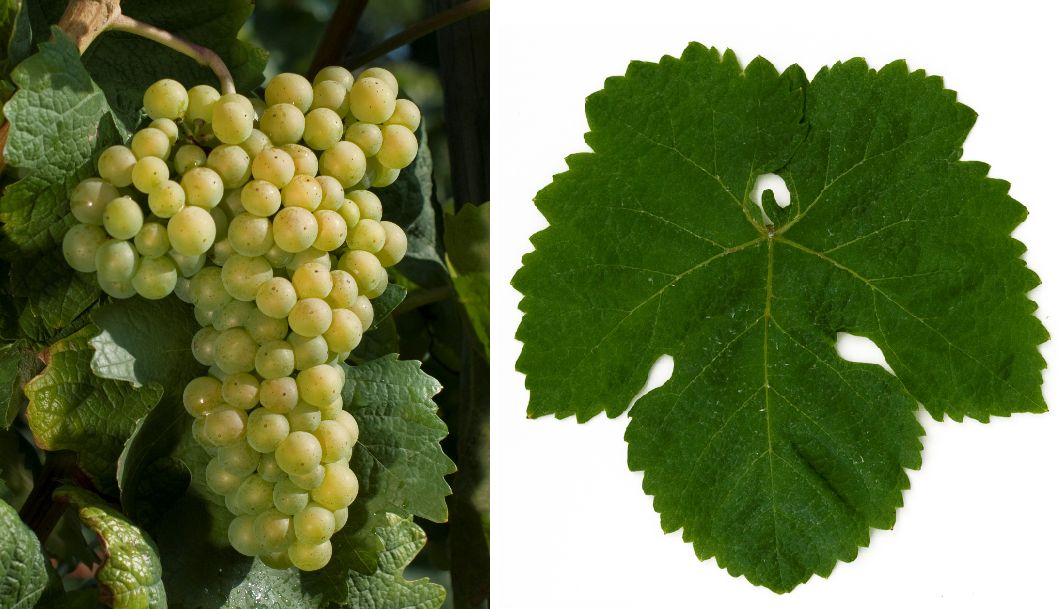 Loureiro - Weintraube und Blatt