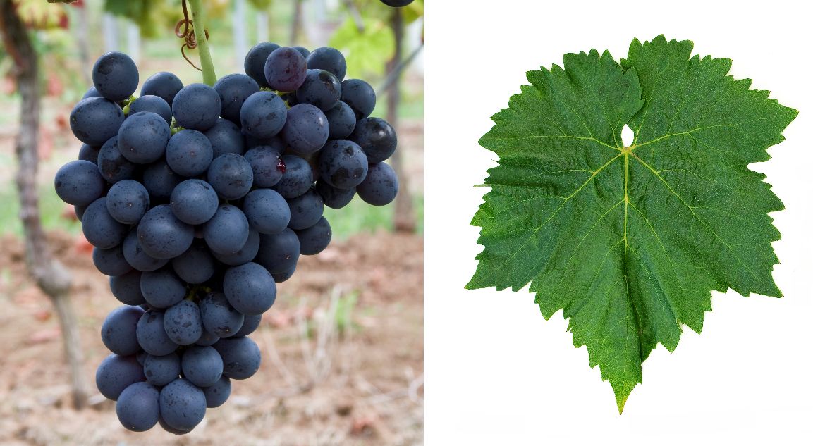Bellino - Weintraube und Blatt