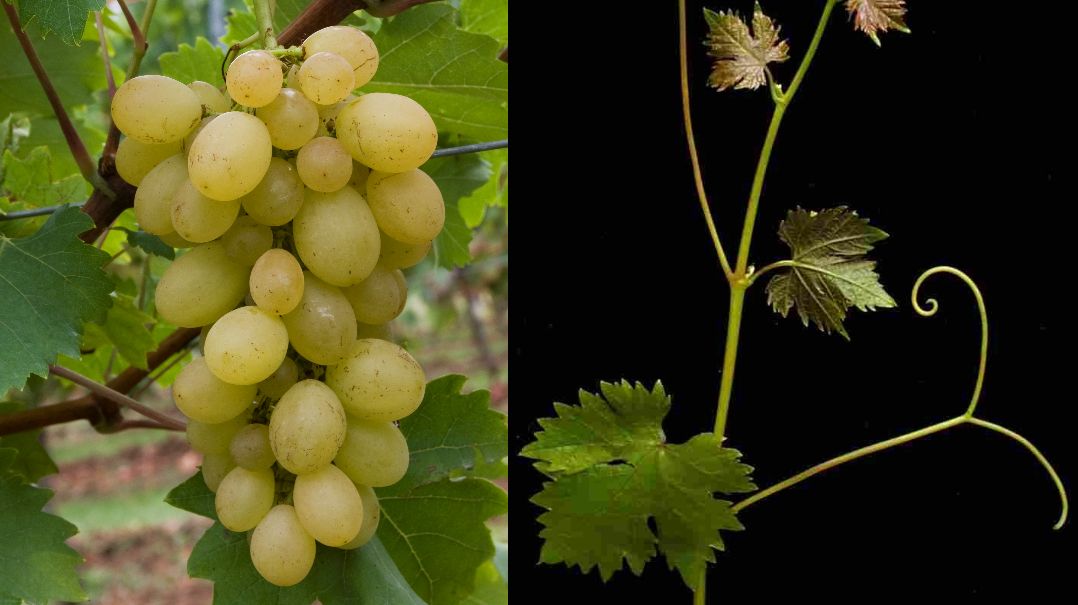 Augusta (Rumänien) - Weintraube und Blatt