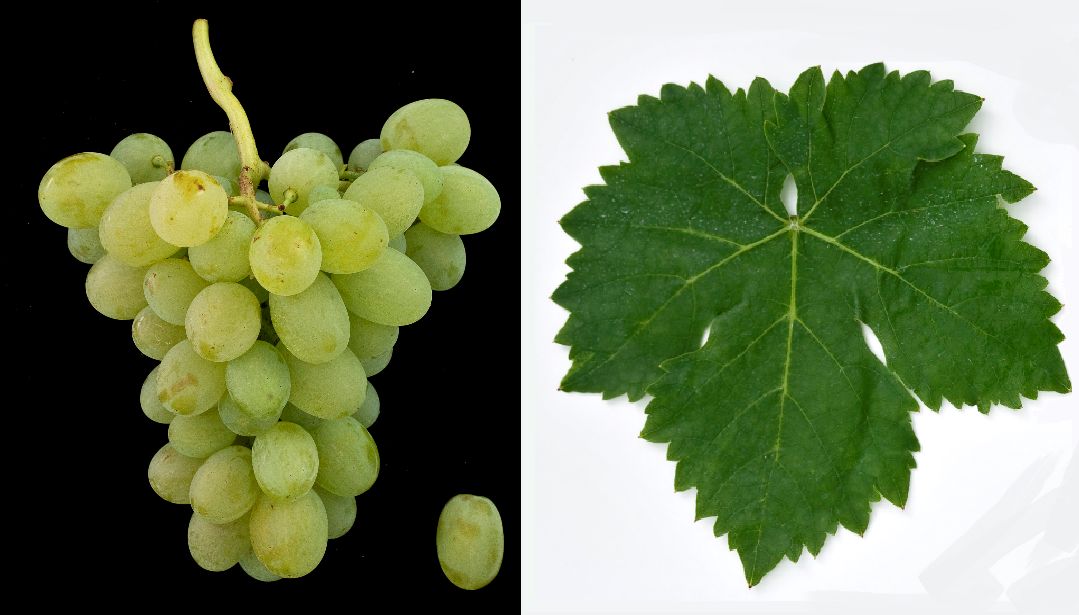 Sicilien - Weintraube und Blatt