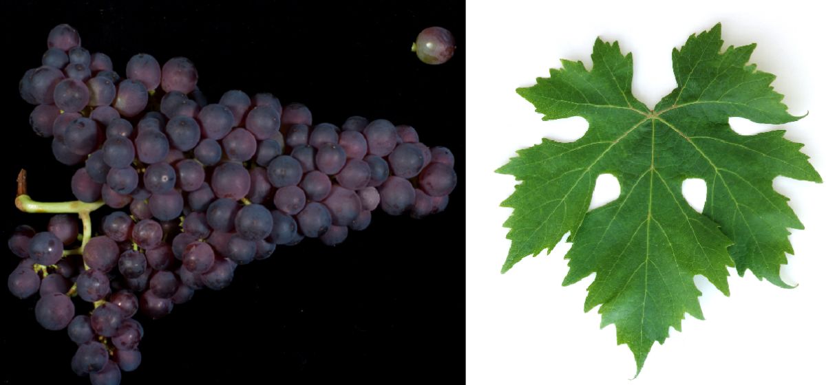 Tibouren - Weintraube und Blatt