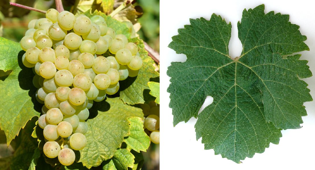 Arrufiac - Weintraube und Blatt