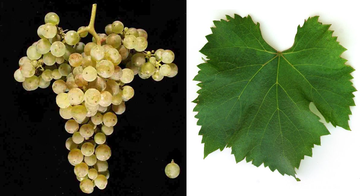 Arriloba - Weintraube und Blatt