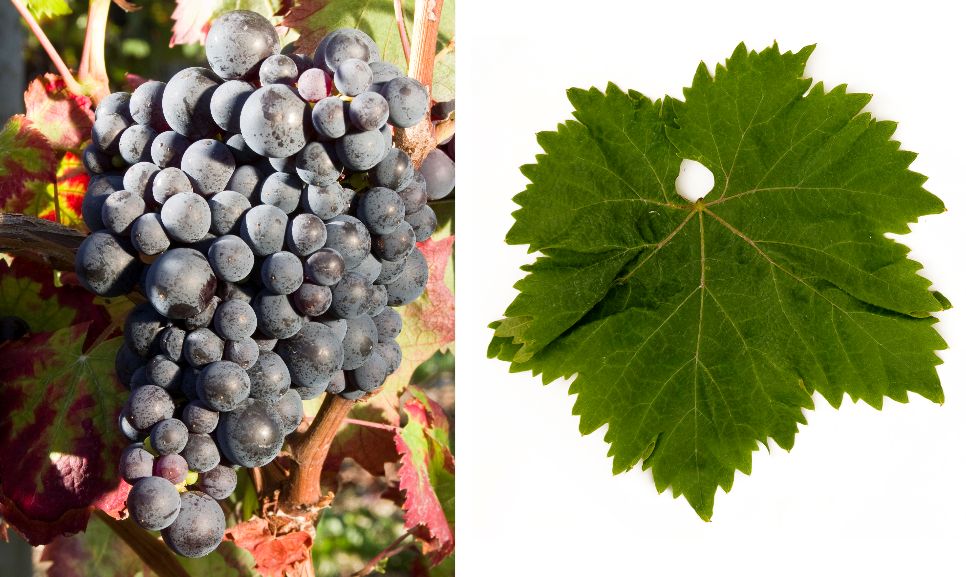Ninčuša - Weintraube und Blatt