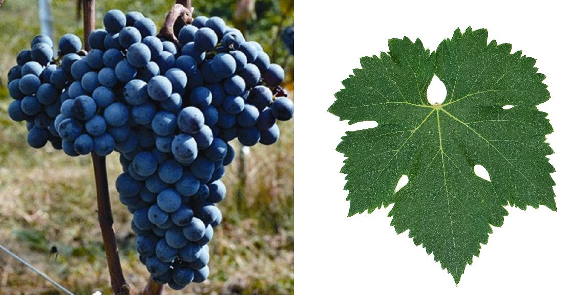 Mavrud - Weintraube und Blatt