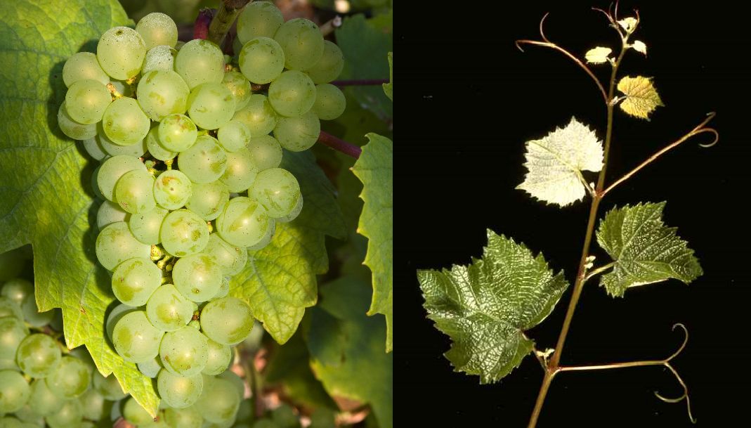 Menu Pineau (Arbois Blanc) - Weintraube und Blatt