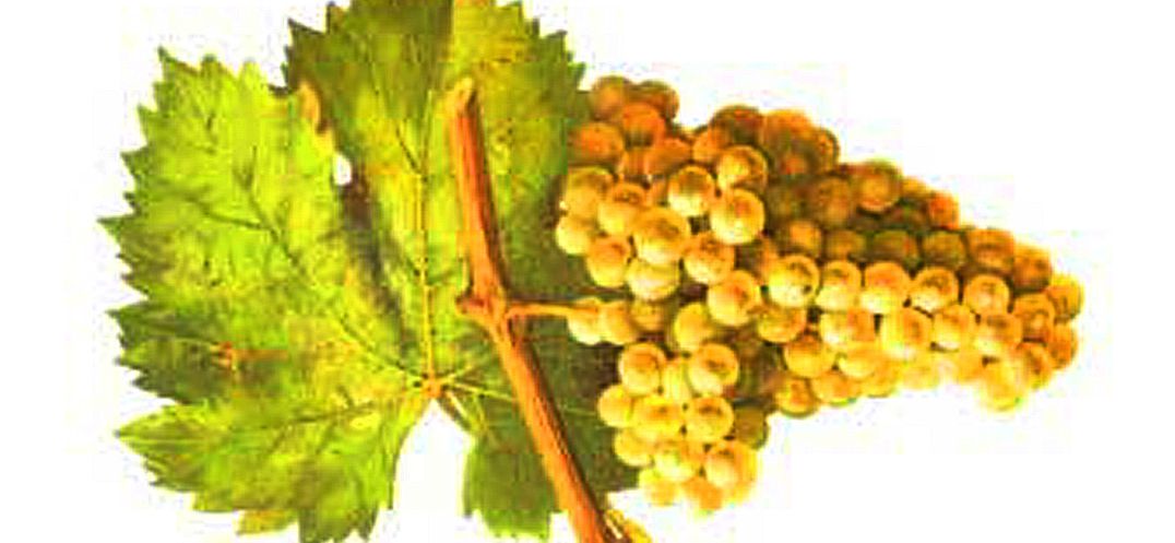 Jacquère - Weintraube mit Blatt - von Victor Vermorel
