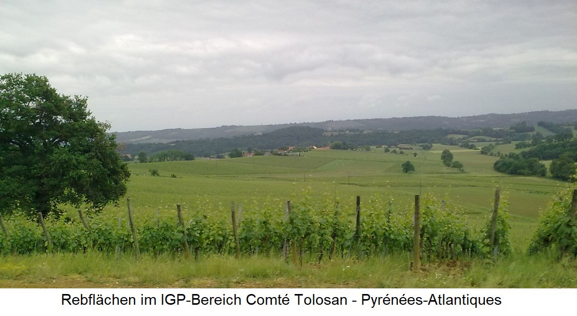 Rebflächen im IGP-Bereich Comté Tolosan - Pyrénées-Atlantiques