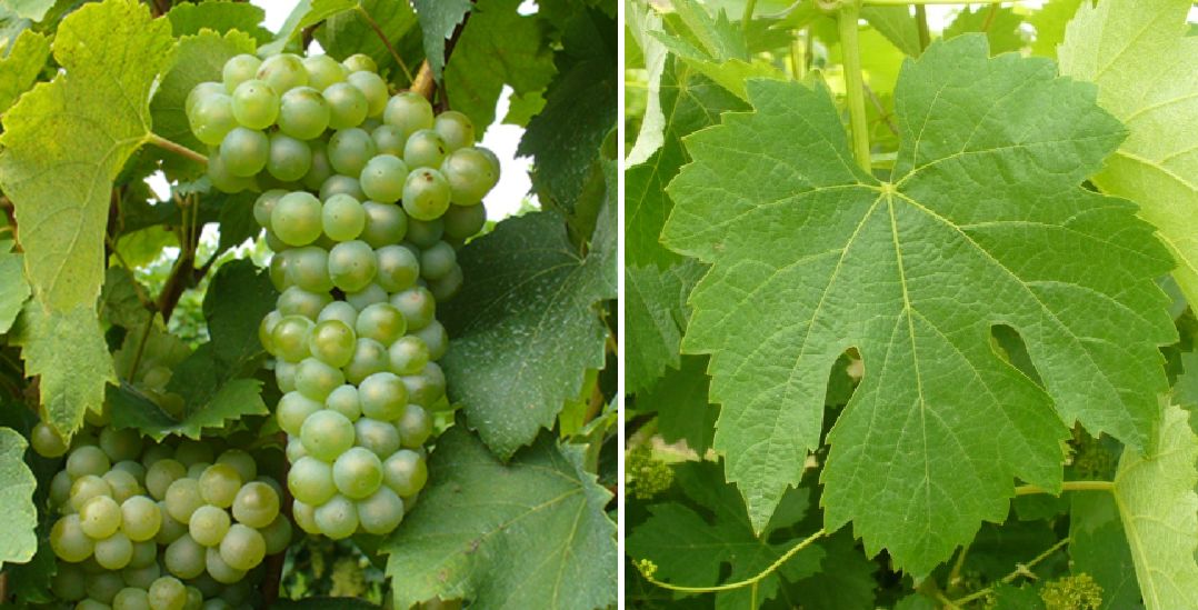 Bianchetta Trevigiana - Weintraube und Blatt