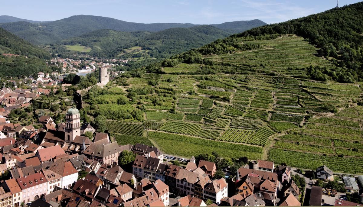 Alsace Grand Cru - Schlossberg in den Gemeinden Kientzheim und Kaysersberg