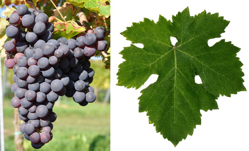 Žametovka - Weintraube und Blatt