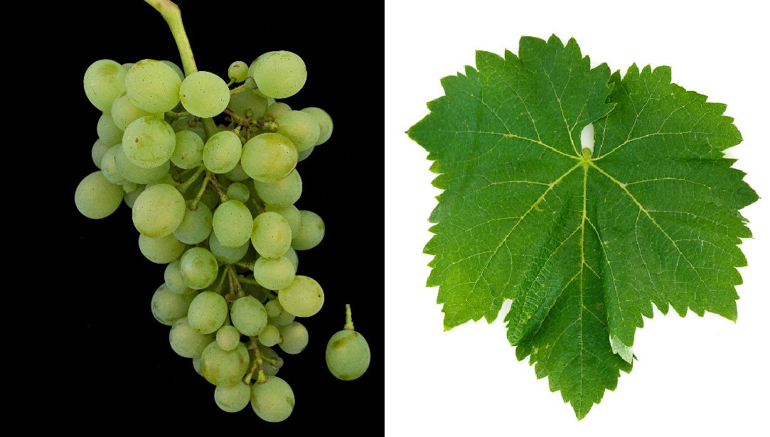 Weißer Augster - Weintraube und Blatt