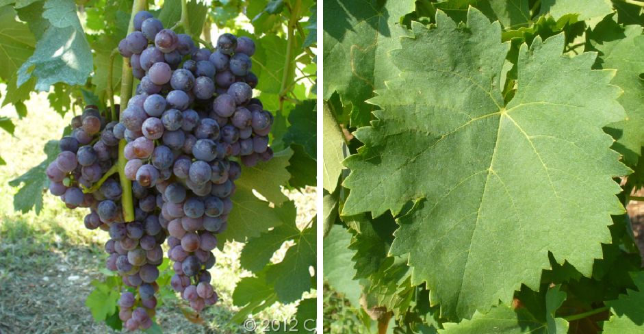 Nerello Mascalese - Weintraube und Blatt