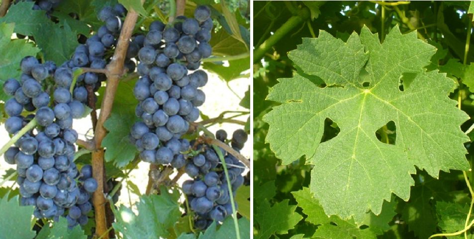 Lambrusco Viadanese - Weintraube und Blatt