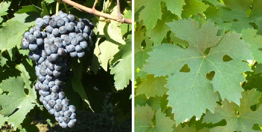 Raboso Vernonese - Weintraube und Blatt