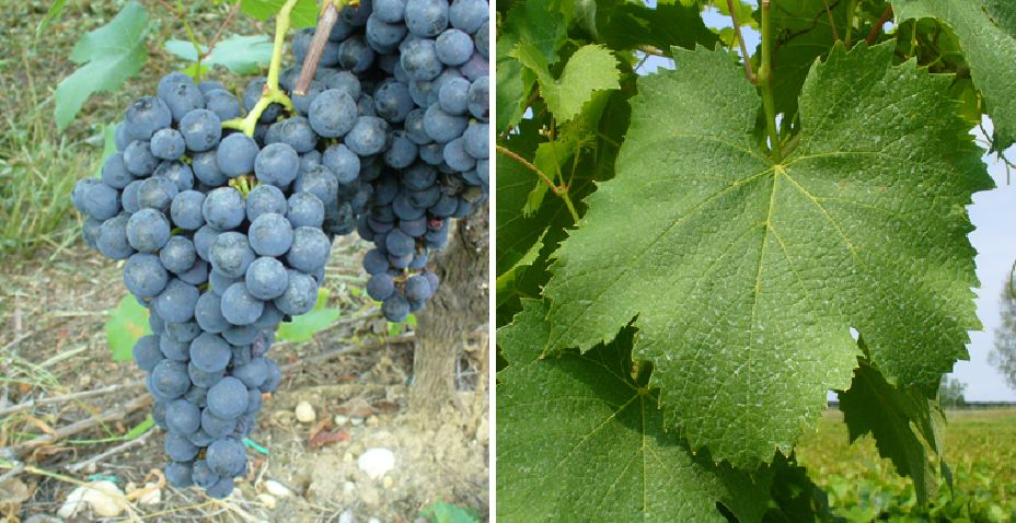 Bonarda Piemontese - Weintraube und Blatt
