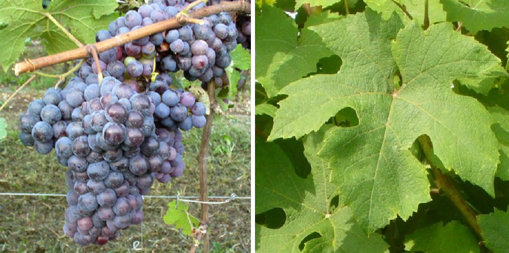 Pelaverga - Weintraube und Blatt