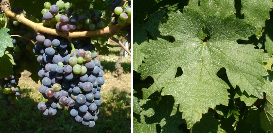 Maiolica - Weintraube und Blatt