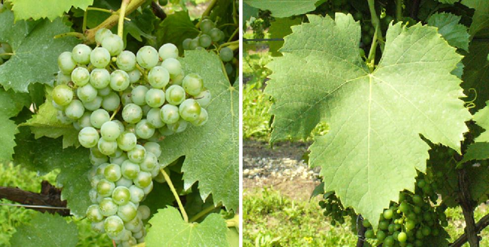 Italica - Weintraube und Blatt