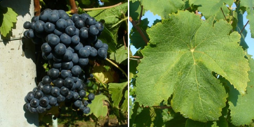 Gruaja - Weintraube und Blatt