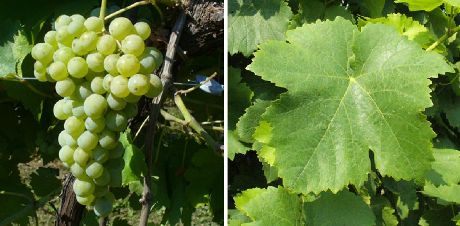 Invernenga - Weintraube und Blatt