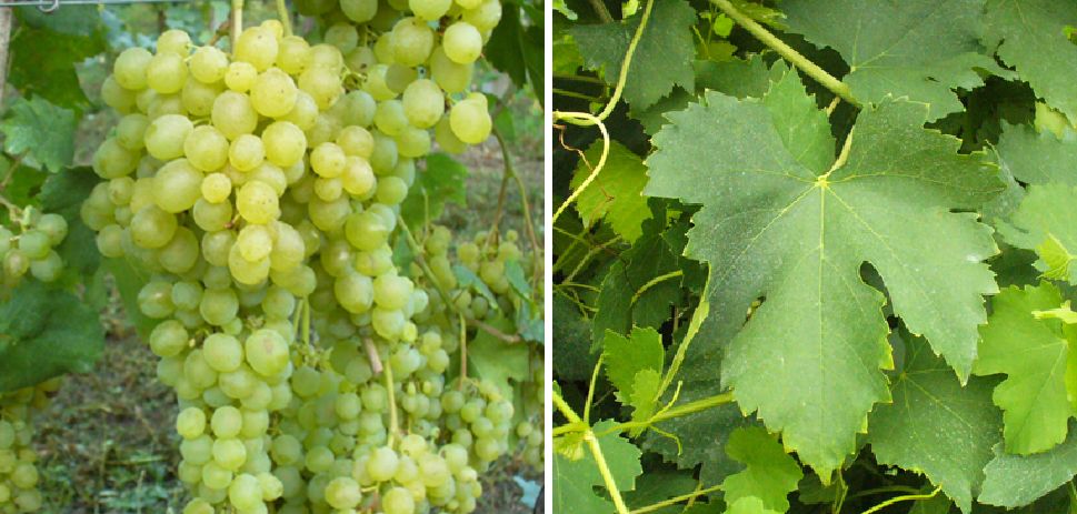 Arvesiniadu - Weintraube und Blatt