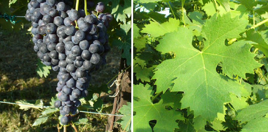 Vespolina - Weintraube und Blatt
