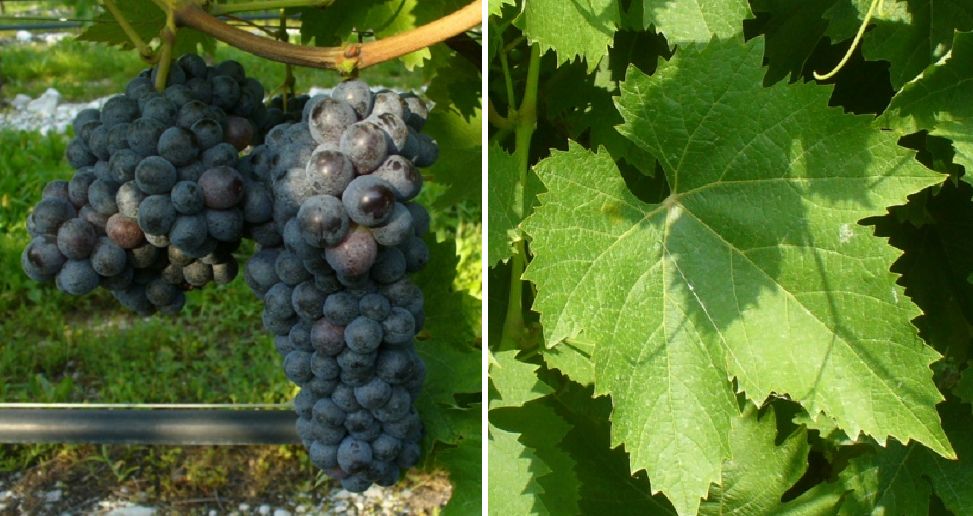 Manzoni Moscato - Weintraube und Blatt