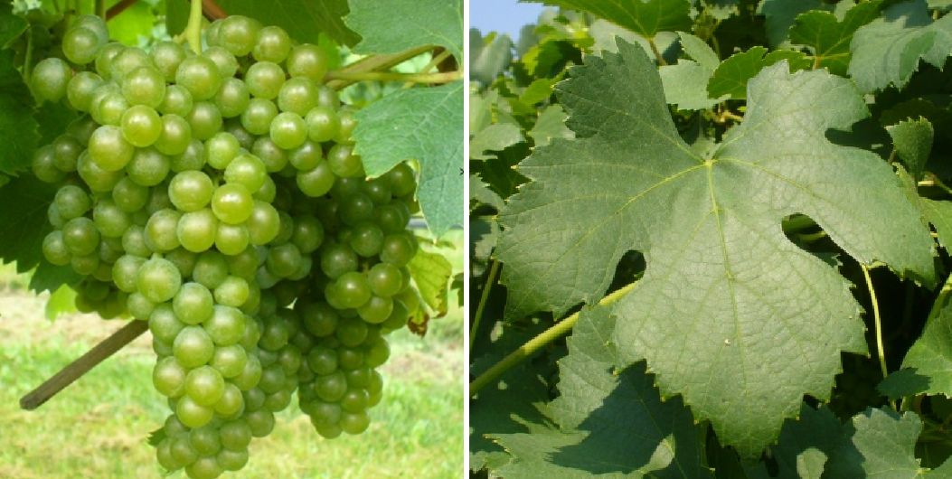 Greco - Weintraube und Blatt