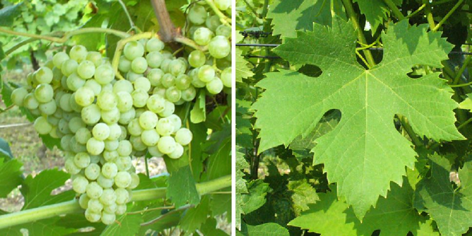 San Lunardo - Weintraube und Blatt