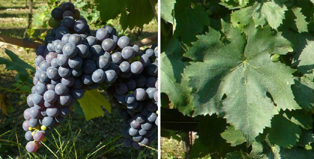 San Giuseppe Nero - Weintraube und Blatt